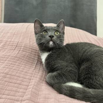 Hummus -  Domestic Short Hair Cat for Adoption in Westminster, California - Hummus | PetCurious