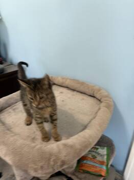 Ava JN -  Domestic Short Hair Cat for Adoption in Greenville, South Carolina - Ava JN | PetCurious