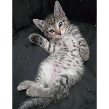 Domestic Short Hair Cats Available for Adoption in Austin, Texas - Herb Garden 6 | PetCurious