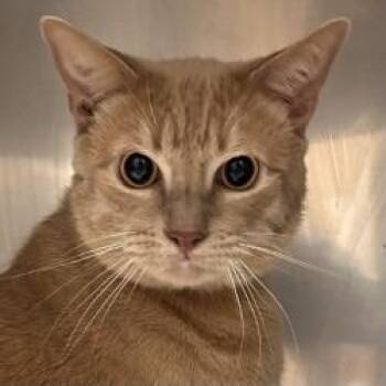 Bean -  Domestic Short Hair Cat for Adoption in Brenham, Texas - Bean | PetCurious