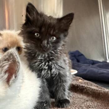 Shart -  Domestic Long Hair Cat for Adoption in Rocky Mount, Virginia - Shart | PetCurious