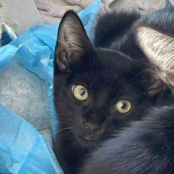 Bernardino -  Domestic Short Hair Cat for Adoption in Salt Lake City, Utah - Bernardino | PetCurious