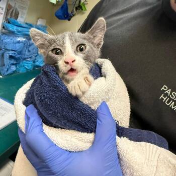 Sriracha -  Domestic Short Hair Cat for Adoption in Pasadena, California - Sriracha | PetCurious