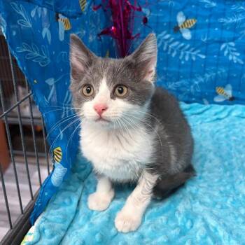 Chong -  American Shorthair Cat for Adoption in Greenfield, Indiana - Chong | PetCurious