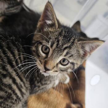 Domestic Short Hair Cats Available for Adoption in Evansville, Indiana - Snorkel Sam | PetCurious