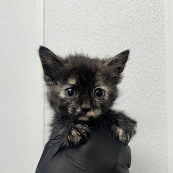 Naboo -  Domestic Short Hair Cat Available for Adoption in Abilene, Texas - Naboo | PetCurious