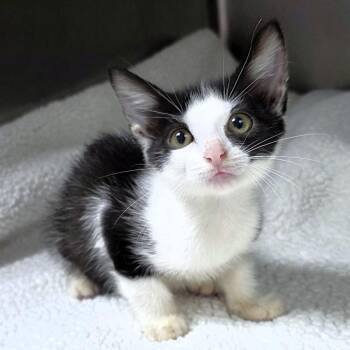 Squirt (Purple collar) -  Domestic Short Hair Cat for Adoption in Michigan City, Indiana - Squirt (Purple Collar) | PetCurious