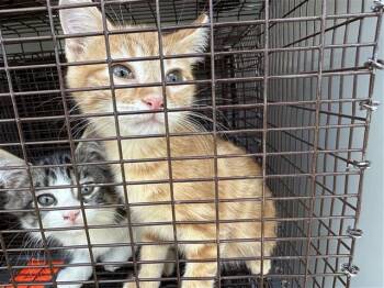 Rescue Domestic Short Hair Cats for Adoption in Houston, Texas - A644380 | PetCurious