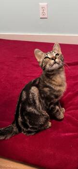 Snuggle Bug -  Domestic Short Hair Cat for Adoption in Holland, Michigan - Snuggle Bug | PetCurious