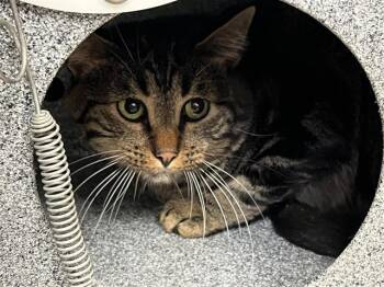 Rescue Domestic Short Hair Cats for Adoption in Tulsa, Oklahoma - REGG | PetCurious