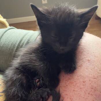 Domestic Short Hair Cats Available for Adoption in Columbia, Missouri - Raven | PetCurious