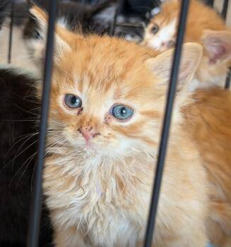 Sparky -  Domestic Short Hair Cat for Adoption in Columbia, Illinois - Sparky | PetCurious