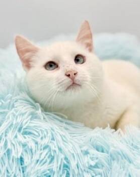 Siamese Cats Available for Adoption - Vesper | PetCurious