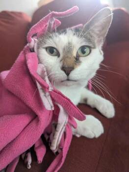 Rescue Domestic Short Hair Cats for Adoption in Winnipeg, Manitoba - Venus | PetCurious