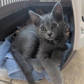 Blackened Ranch -  Domestic Short Hair Cat for Adoption in Columbia, Missouri - Blackened Ranch | PetCurious
