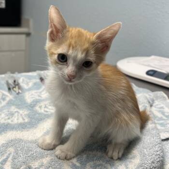 Jay-Z -  Domestic Medium Hair Cat for Adoption in Riverside, California - Jay-Z | PetCurious