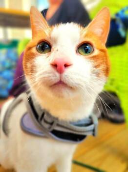 Rescue Domestic Short Hair Cats for Adoption in Stoughton, Wisconsin - Quinn | PetCurious