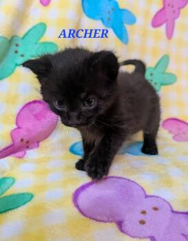 Domestic Short Hair Cats Available for Adoption in Chalfont, Pennsylvania - Archer | PetCurious