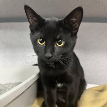 Buttercup -  Domestic Short Hair Cat for Adoption in Evansville, Indiana - Buttercup | PetCurious
