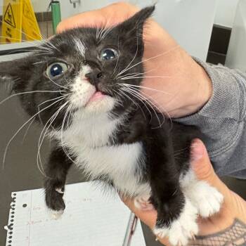 Rescue Domestic Short Hair Cats for Adoption in Columbus, Georgia - Target | PetCurious