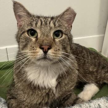 Chickpea -  Domestic Short Hair Cat for Adoption in Weehawken Township, New Jersey - Chickpea | PetCurious