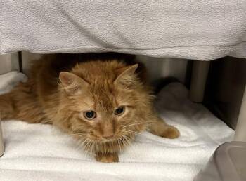 LIAM -  Domestic Medium Hair Cat for Adoption in Minneapolis, Minnesota - LIAM | PetCurious