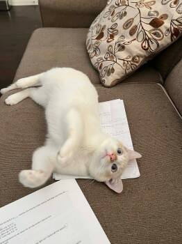 Siamese Cats Available for Adoption - Liam | PetCurious