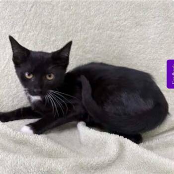 Rumi -  Domestic Short Hair Cat for Adoption in Buffalo, Minnesota - Rumi | PetCurious
