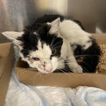 Domestic Short Hair Cats Available for Adoption in Westminster, California - Pancake | PetCurious