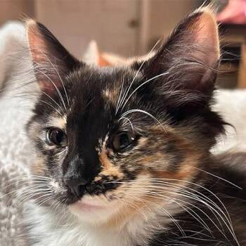 Queen Victoria -  Domestic Medium Hair Cat for Adoption in Crystal Lake, Illinois - Queen Victoria | PetCurious