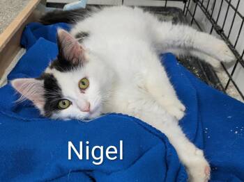 Nigel -  Domestic Medium Hair Cat for Adoption in Mears, Michigan - Nigel | PetCurious