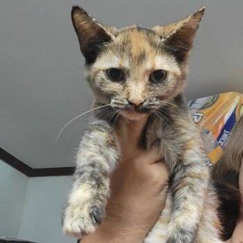 Beans -  Domestic Short Hair Cat for Adoption in Westland, Michigan - Beans | PetCurious