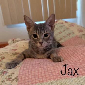 Jax -  Domestic Short Hair Cat for Adoption in Titusville, Florida - Jax | PetCurious