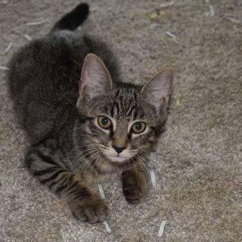 Waldo -  Tabby Cat for Adoption in Sacramento, California - Waldo | PetCurious
