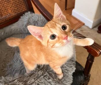 Tamale -  American Bobtail Cat for Adoption in Landenberg, Pennsylvania - Tamale | PetCurious