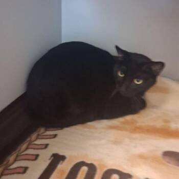 Munchkin -  Domestic Short Hair Cat for Adoption in Kingman, Arizona - Munchkin | PetCurious