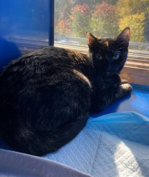 Rescue Domestic Short Hair Cats for Adoption in Westminster, Maryland - WINIFRED | PetCurious