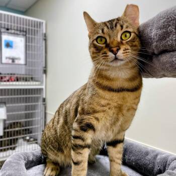 Zuberi -  Domestic Short Hair Cat for Adoption in Fredericksburg, Virginia - Zuberi | PetCurious