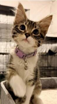 Domestic Short Hair Cats Available for Adoption in Broomfield, Colorado - ROLO | PetCurious