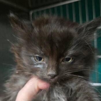 Chugga Chugga -  Domestic Long Hair Cat for Adoption in Idaho Falls, Idaho - Chugga Chugga | PetCurious