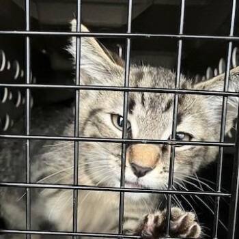 Hercules - Chow Hound Northland -  Domestic Short Hair Cat for Adoption in Grand Rapids, Michigan - Hercules - Chow Hound Northland | PetCurious
