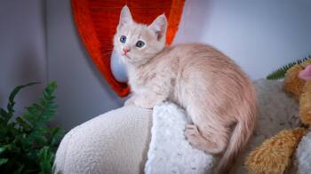 Domestic Short Hair Cats Available for Adoption - Fern | PetCurious
