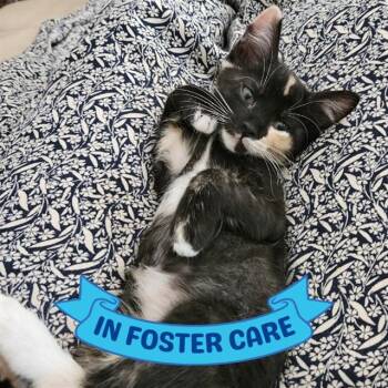 CHAMOMILE -  Domestic Short Hair Cat for Adoption in Tallahassee, Florida - CHAMOMILE | PetCurious