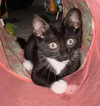 James Bond -  Domestic Short Hair Cat for Adoption in Oceanside, California - James Bond | PetCurious