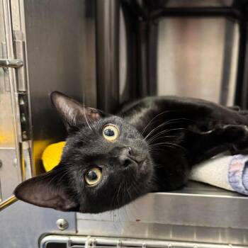 Crabgrass -  Domestic Short Hair Cat for Adoption in West Olive, Michigan - Crabgrass | PetCurious