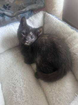 Rescue Domestic Short Hair and Tortoiseshell Cats for Adoption in Campbellsville, Kentucky - Rocky | PetCurious