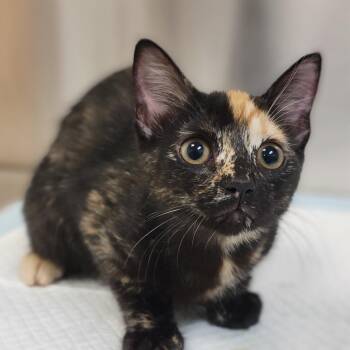 Pocky -  Domestic Short Hair Cat for Adoption in Sarasota, Florida - Pocky | PetCurious