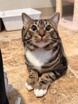 Domestic Short Hair Cats Available for Adoption in Vancouver, Washington - King Arthur | PetCurious