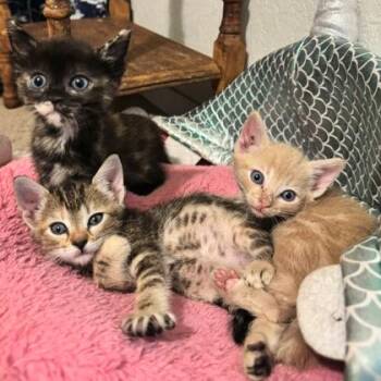 Ross -  Domestic Short Hair Cat for Adoption in San Antonio, Texas - Ross | PetCurious