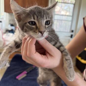Pismo -  Domestic Short Hair Cat for Adoption in Long Beach, California - Pismo | PetCurious